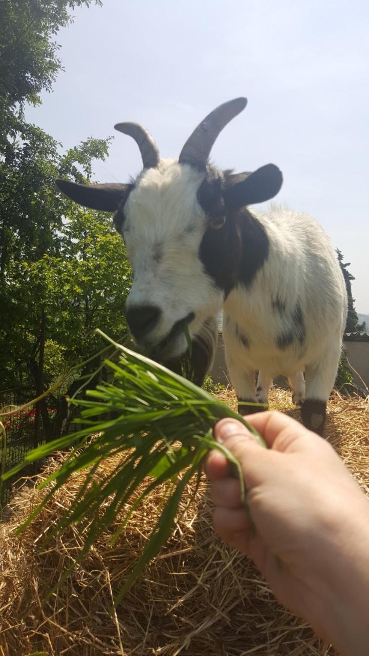 Agriturismo La Guarda Picedo エクステリア 写真