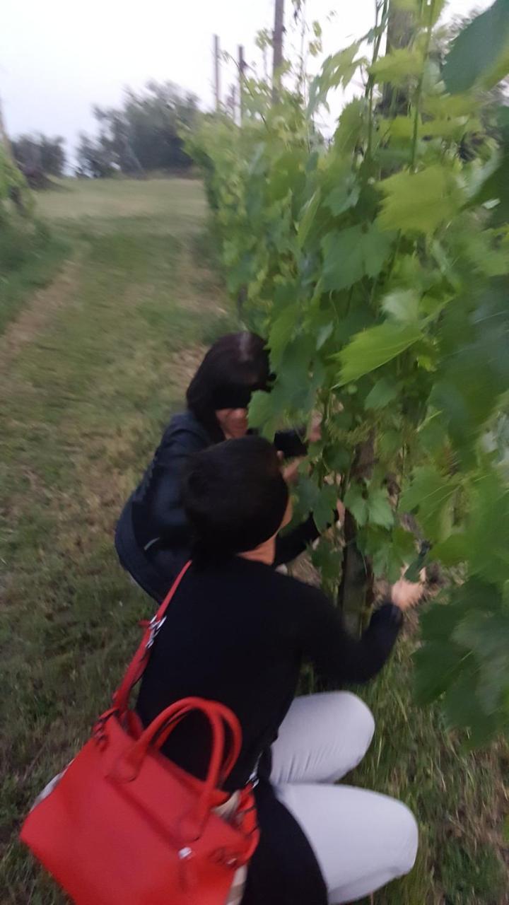Agriturismo La Guarda Picedo エクステリア 写真