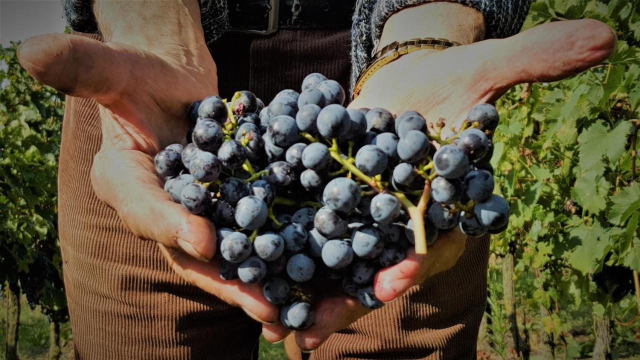 Agriturismo La Guarda Picedo エクステリア 写真